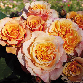 La Villa Cotta (кустовая)