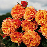 La Villa Cotta (кустовая), фото 3