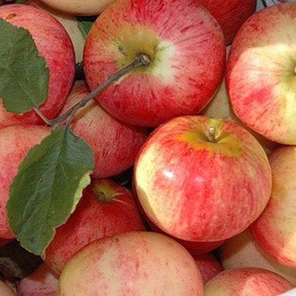 ИМРУС (Яблоня ЗКС)