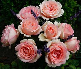 Souvenir de Baden-Baden (чайно-гибридная)