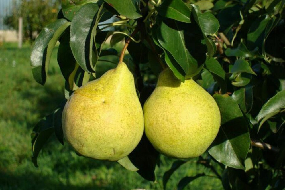 ПРОСТО МАРИЯ (Груша ЗКС)