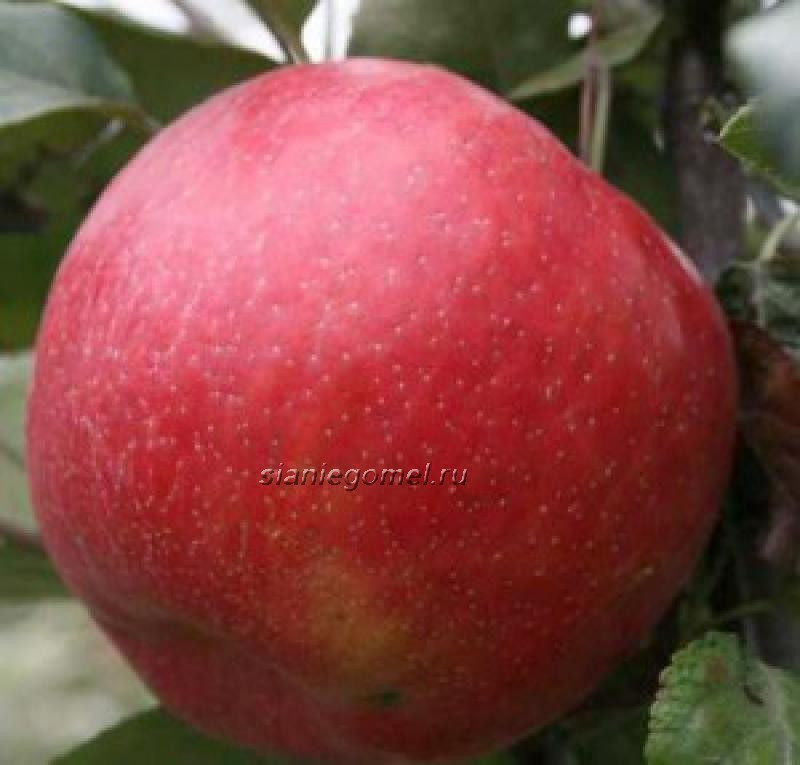 ХОНЕЙ КРИСП (Яблоня ЗКС )