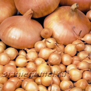 ШТУТГАРТЕН РИЗЕН (лук-севок)