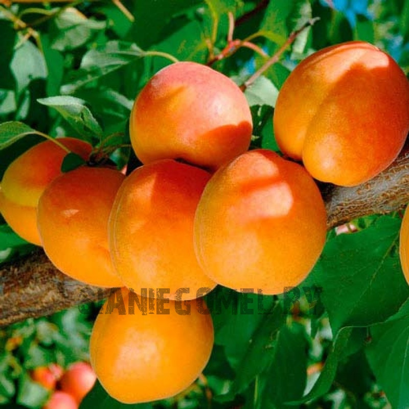 ТРИУМФ СЕВЕРНЫЙ (Абрикос)