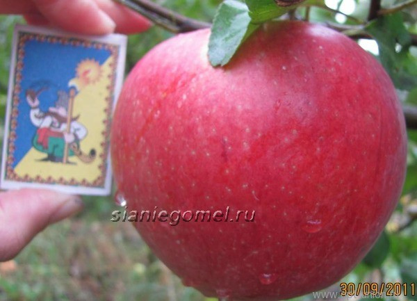 ЛИГОЛ (Яблоня)