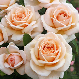 Courage (чайно-гибридная)