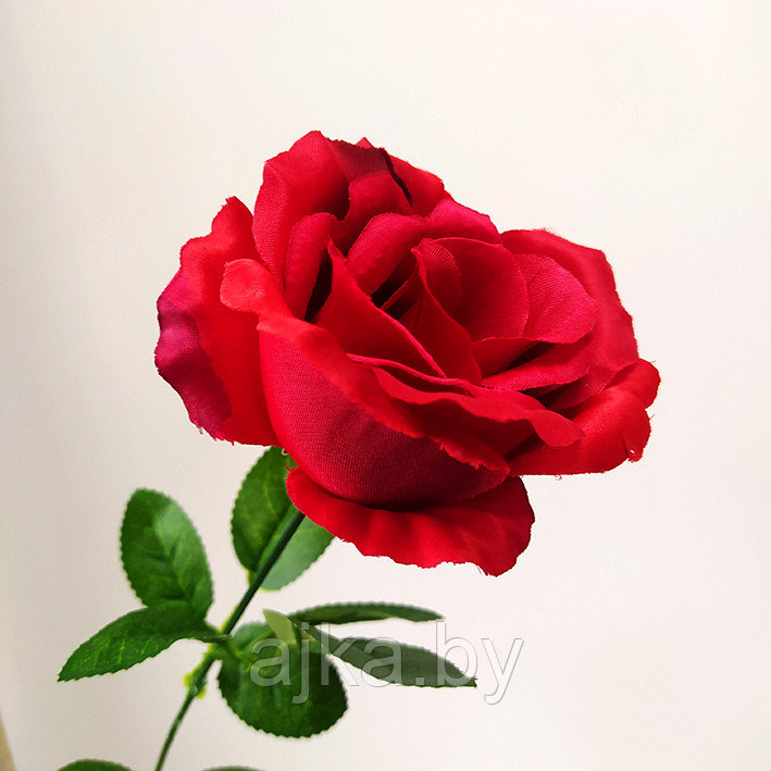 Роза одиночная 65 см, красная - фото 4 - id-p204452687
