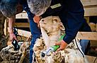 Машинка для стрижки овец BERGER Z5 500 Ватт, фото 4