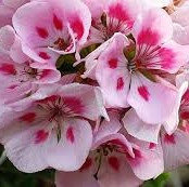 Пеларгония Canadian Pink