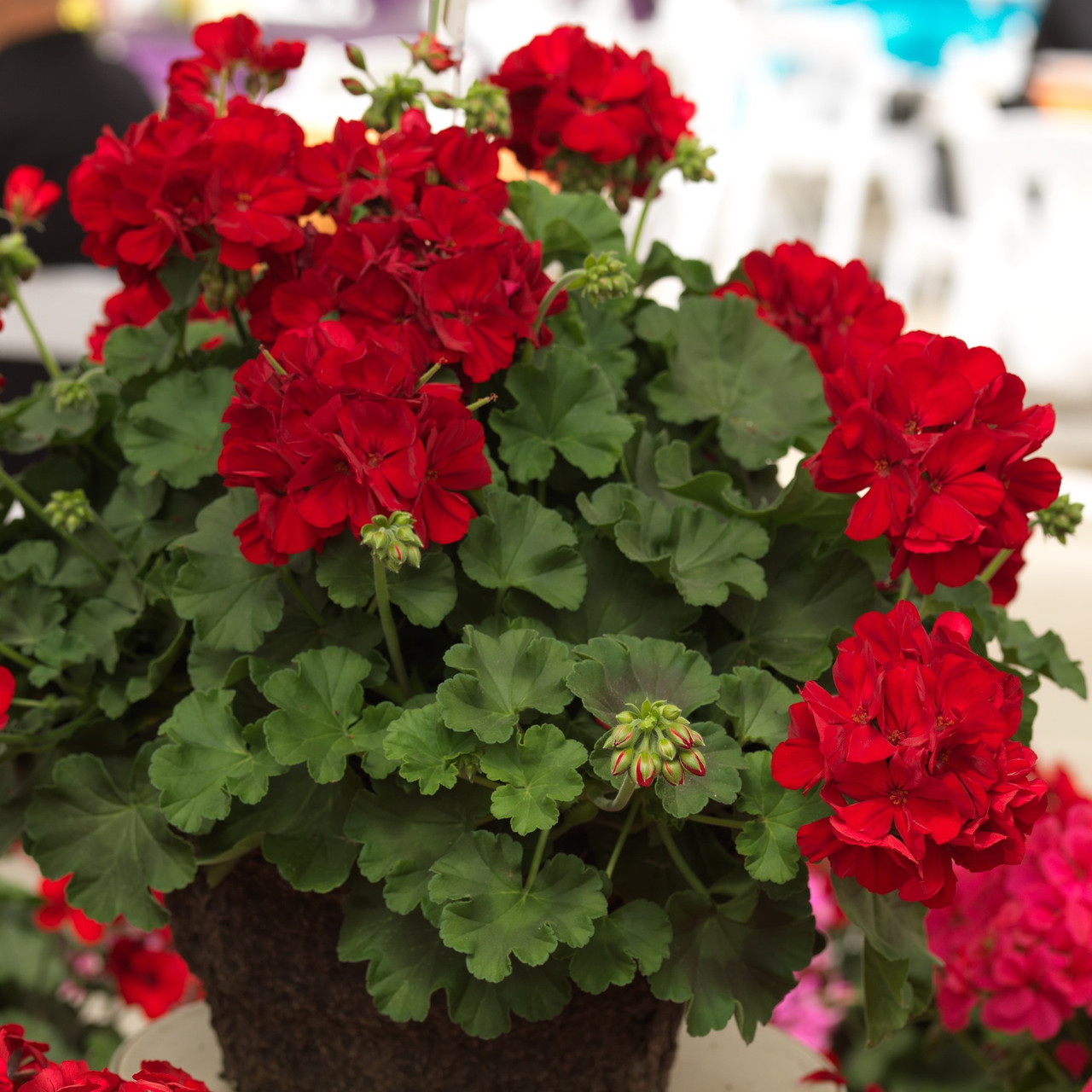 Сорта герани комнатной фото и названия Сорта герани комнатной фото и названия