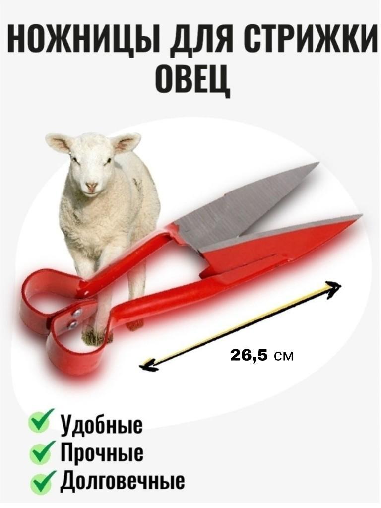 Ножницы для стрижки овец 26,5 см - фото 1 - id-p196586885