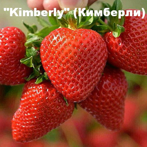 Клубника Кимберли Описание Сорта Фото Отзывы Садоводов