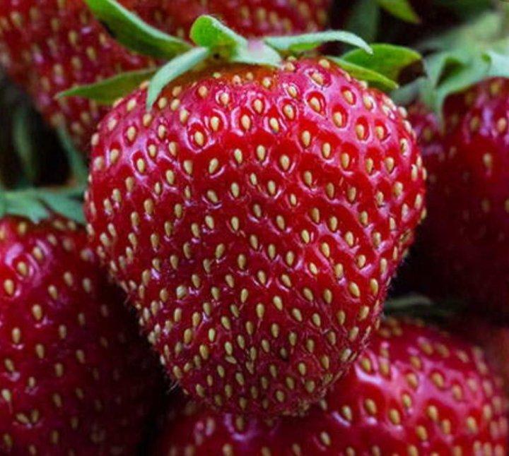 НАНДИ (ранний сорт)