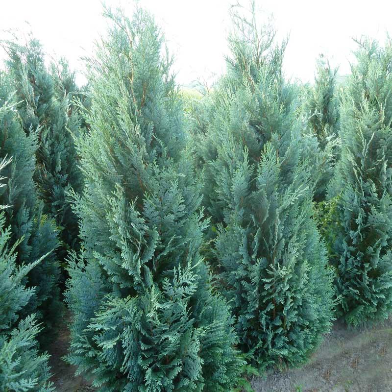 Кипарисовик Лавсона "Колумнарис" (Columnaris), С5