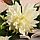 Цветы искусственные "Георгин садовый галант" 11х61 см, белый, фото 2