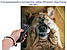 Ультразвуковой отпугиватель собак Ultrasonic Dog ChaserDog Trainner (кликер для отпугивания собак  и их, фото 4