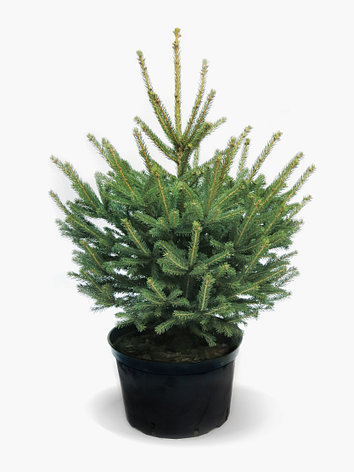 Новогодняя живая елка Abies Европейская 60-80 см, в горшке, фото 2