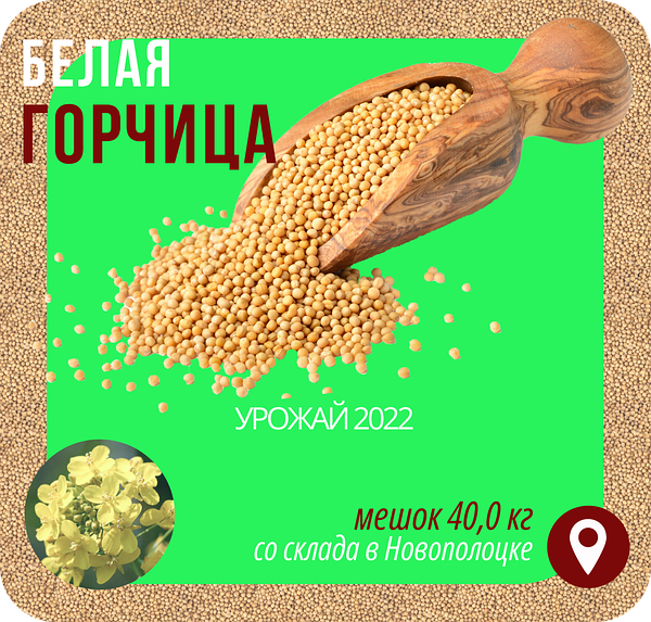 Горчица Белая, Урожай 2022 Года, Семя Горчицы На Пищевые Цели.