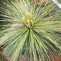 Сосна Шверина (Pinus schwerinii «Wiethorst»)