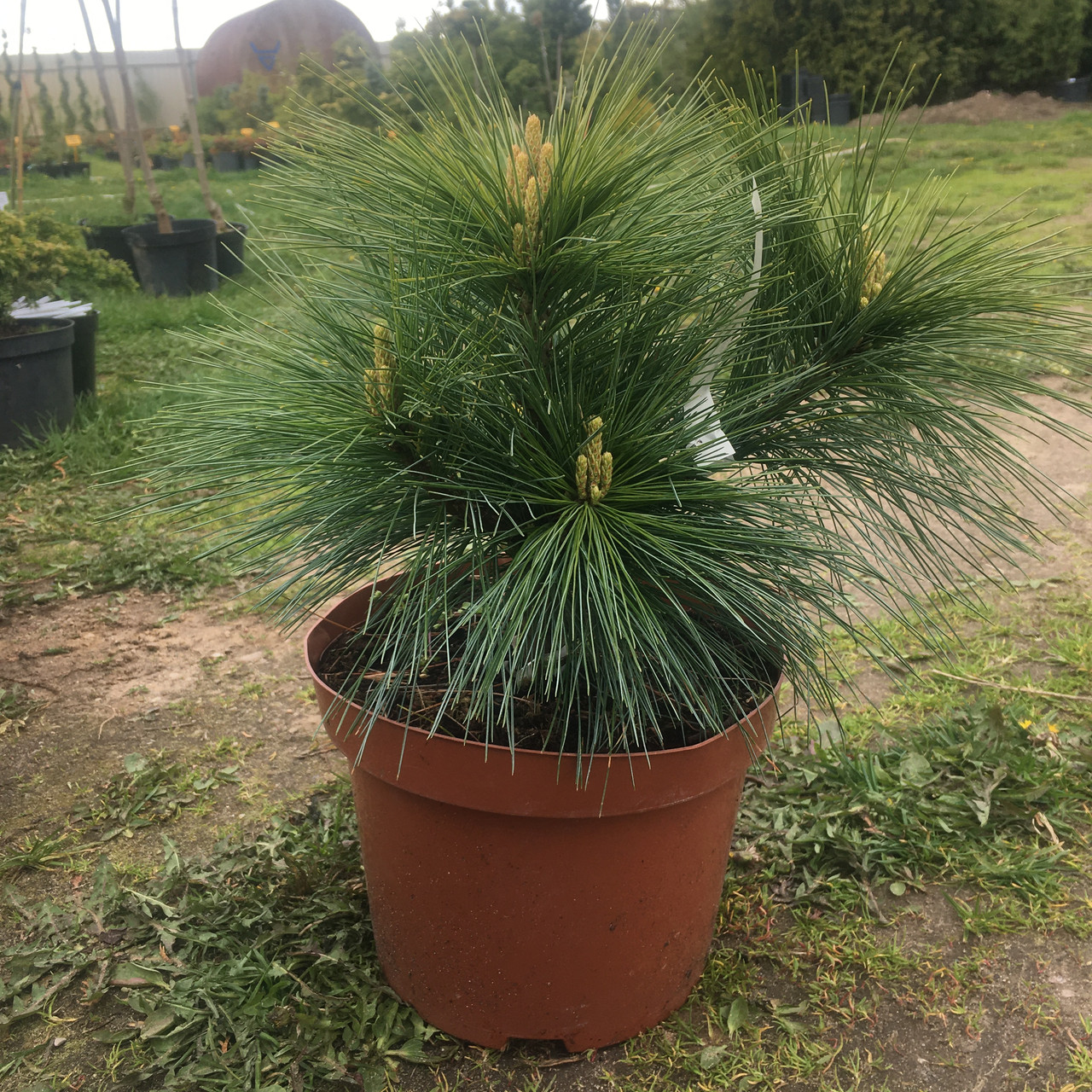 Сосна Шверина (Pinus schwerinii «Wiethorst») - фото 2 - id-p206199958