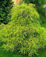 Кипарисовик горохоплодный "Filifera Aurea" (Chamaecyparis pisifera) C3