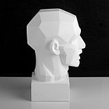 Гипсовая фигура анатомическая: обрубовка головы по Гудону, 35,5 х 20,5 х 24 см, фото 3