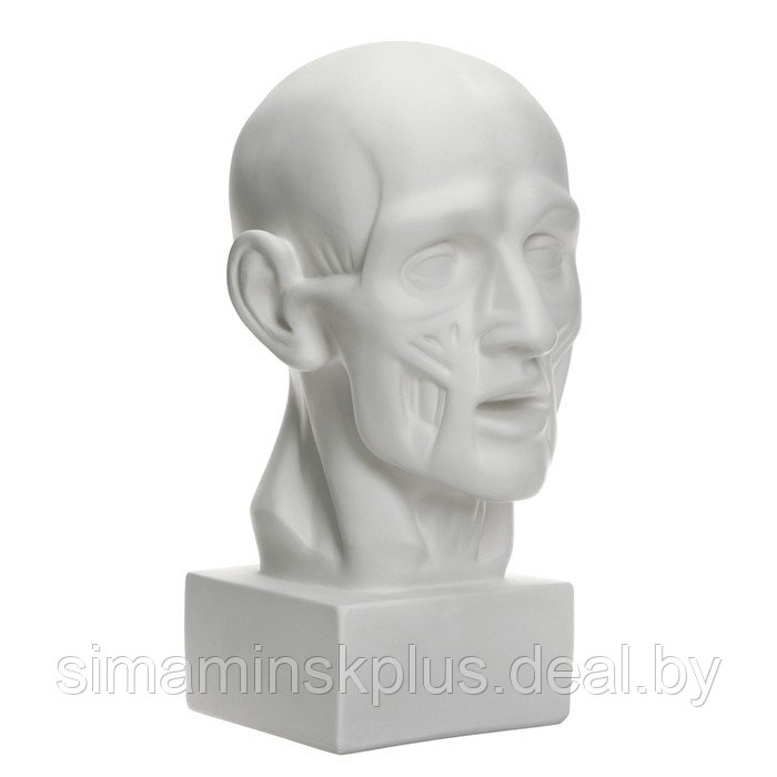 Гипсовая фигура анатомическая: Голова по Гудону, 22 х 22 х 48 см - фото 2 - id-p206456140