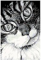 Картина по номерам Черно-белый кот 40 x 60 | A208 | SLAVINA