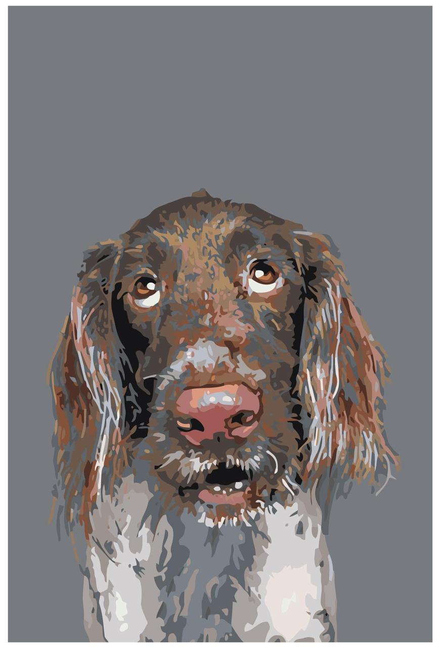 Картина по номерам Немецкий спаниель Собака 40 x 60 | A170 | SLAVINA - фото 1 - id-p206626334