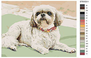 Живопись по номерам Ши-тцу Собака 30 x 40 | ETS123-1 | SLAVINA, фото 2