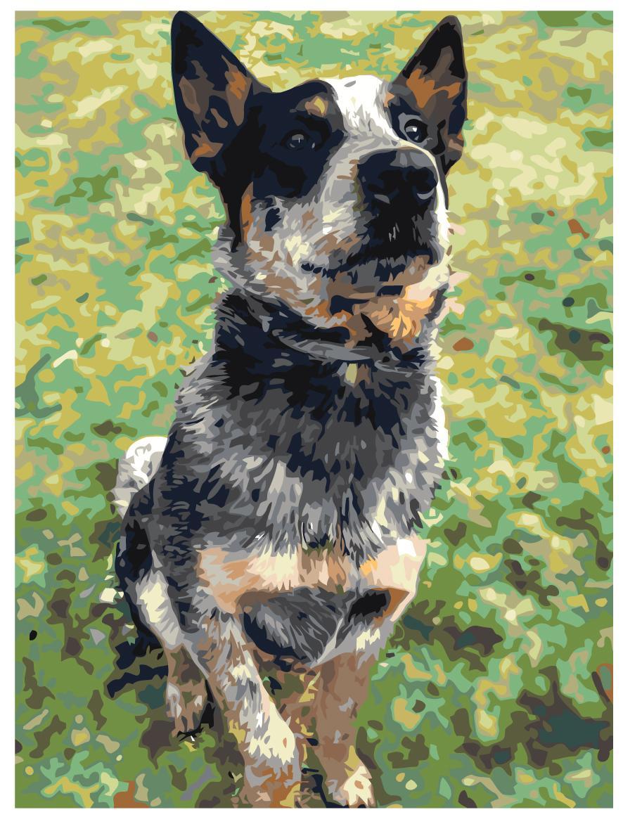 Раскраска по номерам Австралийскеий хилер Собака 30 x 40 | ets357-2-3040 | SLAVINA - фото 1 - id-p206627549