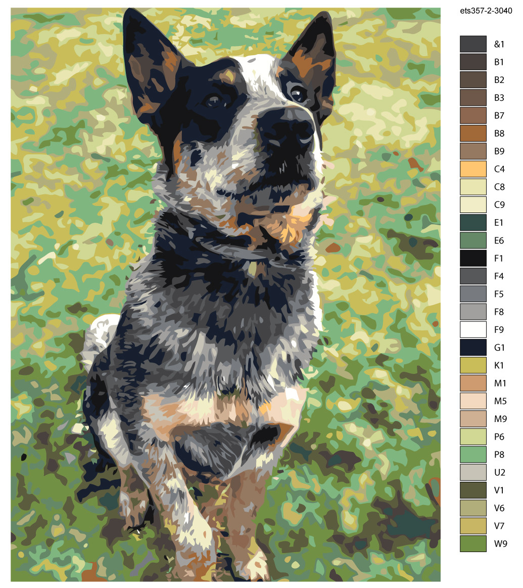 Раскраска по номерам Австралийскеий хилер Собака 30 x 40 | ets357-2-3040 | SLAVINA - фото 2 - id-p206627549