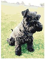 Живопись по номерам Керри-блю-терьер Собака 30 x 40 | ets506-2-30401 | SLAVINA
