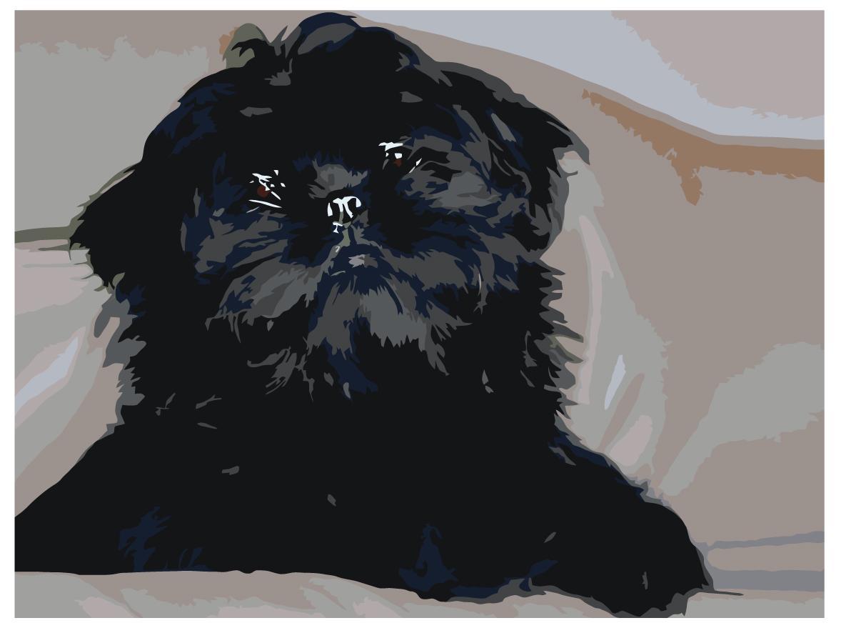Раскраска по номерам Бельгийский гриффон Собака 30 x 40 | ets544-3040 | SLAVINA - фото 1 - id-p206627580