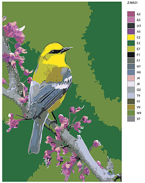 Живопись по номерам Птица на ветке Иволга  40 x 60 | Z-NA31 | SLAVINA, фото 2