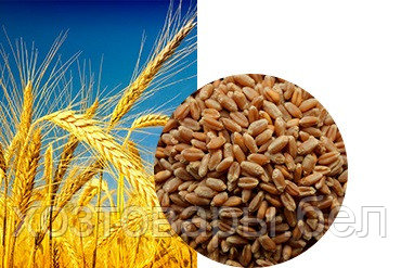 Пшеница, 0,5кг. яровая Славянка - фото 1 - id-p158231849