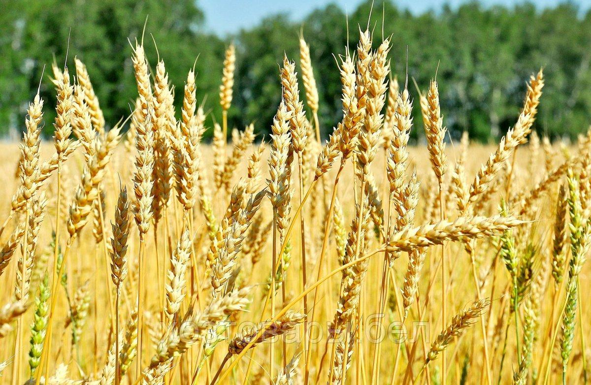 Пшеница, 0,5кг. яровая Славянка - фото 2 - id-p158231849