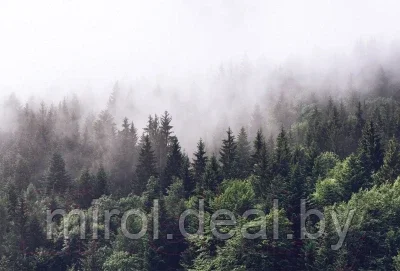 Фотообои листовые Vimala Лес в тумане - фото 1 - id-p206782323