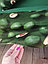 Матрас для садовых качелей Авокадо зеленый 180см, фото 5