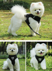 Шлейка прогулочная с поводком для собак и кошек мелких и средних пород Pet Leash