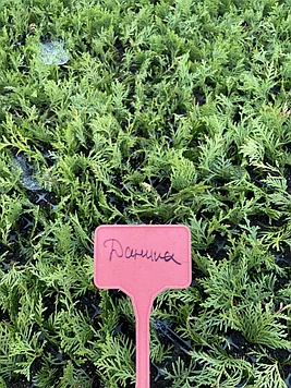 Саженцы Туя Даника 10-15 см Мультиплата (104 шт)