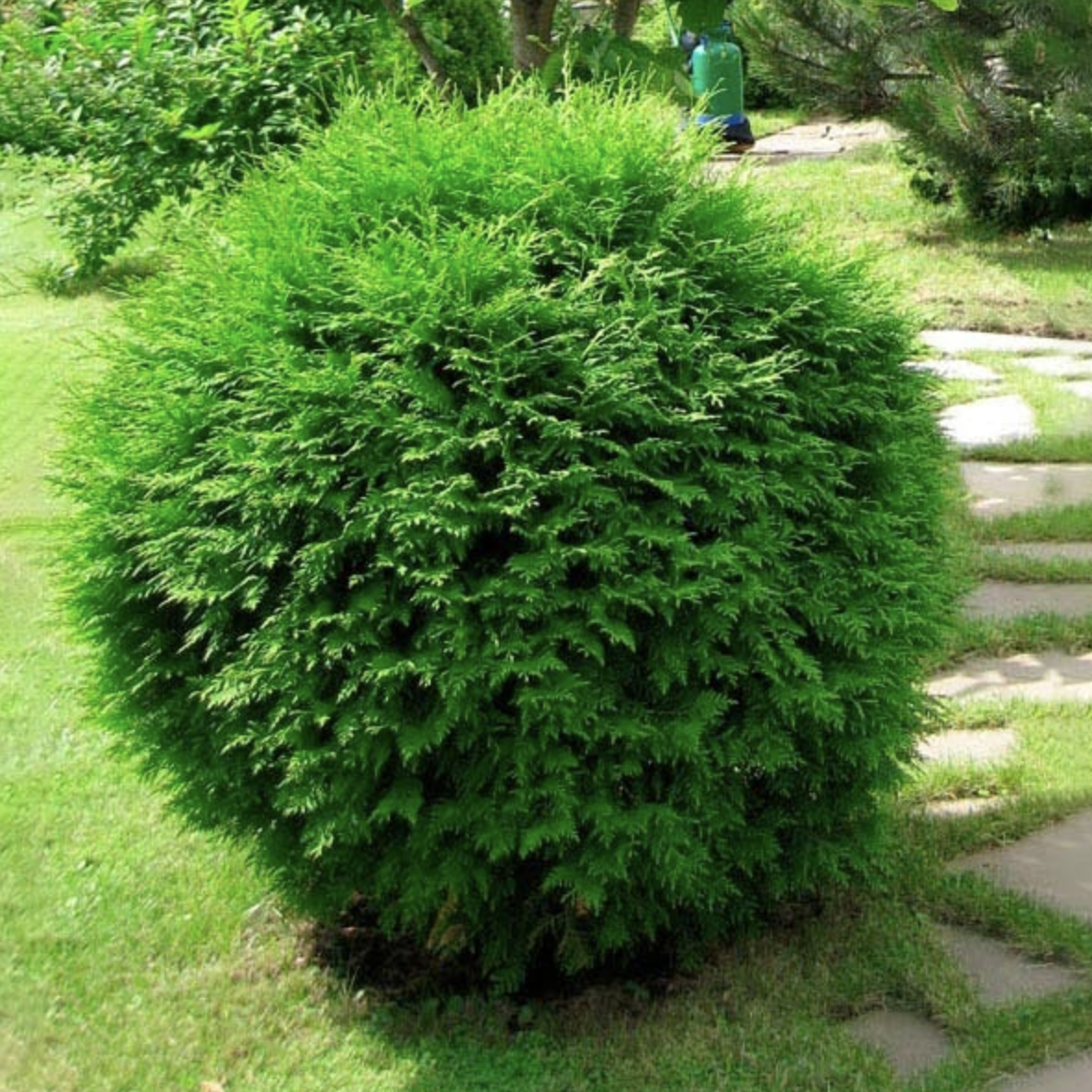 Саженцы Туя Хозери 10-15 см Мультиплата (104 шт)