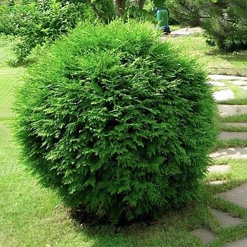 Саженцы Туя Хозери 10-15 см Мультиплата (104 шт)