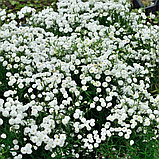 Тысячелистник птармика "Маршмеллоу" (Marshmallow), Р9, фото 2
