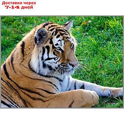 Алмазная мозаика "Тигр на лужайке" 27×20см, 28 цветов