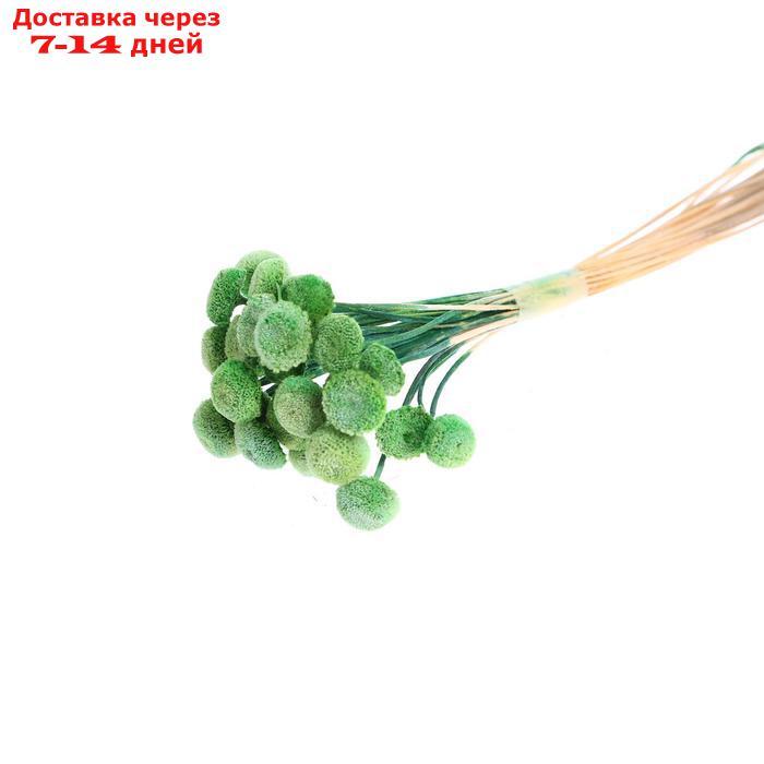 Сухоцвет "Батао" набор 20 шт, цвет зеленый - фото 1 - id-p207336953