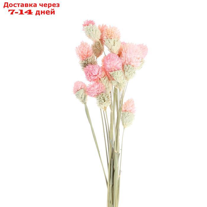 Сухоцвет "Гомфрена шаровидная" набор 20 шт, цвет розовый - фото 2 - id-p207336959