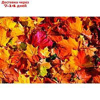 Фотобаннер, 300 × 200 см, с фотопечатью, люверсы шаг 1 м, "Осенние листья 1"
