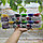АКЦИЯ Слип - пак Genio Kids: Набор для детской лепки со штампами ТА1009ВР Тесто-пластилин 6 цветов , 6 цветов, фото 3