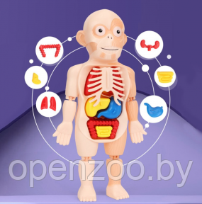 Детский 3D пазл Human Body Модель анатомия человеческого тела/Строение тела / конструктор органы 3 - фото 1 - id-p207594573
